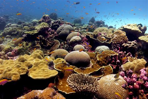 Window to Save World's Coral Reefs Closing Rapidly .